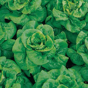 LETTUCE, BUTTERCRUNCH-1/2 OZ EACH