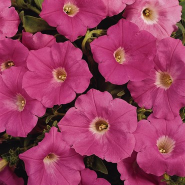 PETUNIA, PINK SUPERCASCADE 1000/PKT
