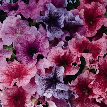 PETUNIA, DADDY MIX 1000/PKT