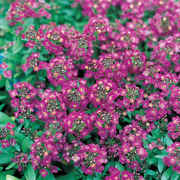 ALYSSUM, ROYAL CARPET 1/2 OZ. EACH