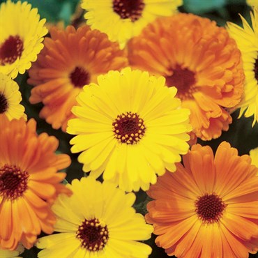 CALENDULA PACIFIC BEAUTY-1/2OZ EACH