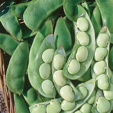 Limas, Cangreen/ Thorgreen - 50lb