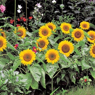 SUNFLOWER, BIG SMILE 500/PKT