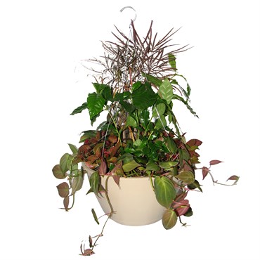 Bld 12.00 SL Hanging Basket W/MOCHA 19" FLEX HGR MOCHA 25/CS