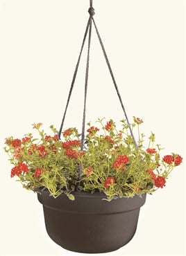 Bloem 12" Dura Cotta Hanging Basket Black