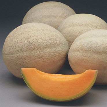 Cantaloupe , Athena Hyb Trtd - 15,000 Sd Ct