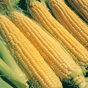 CORN, ILLINI XTRA SWEET 1/2