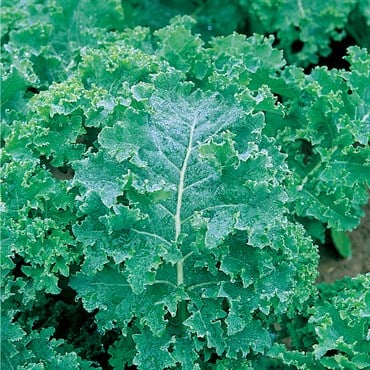 Kale, Vates Blue Curled Scotch - 1/2oz