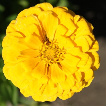 ZINNIA, CANARY BIRD 1/4 OZ. EACH