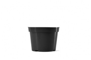 BLD 06.00 AZ BLK 300/CS 48CS/PL 692107