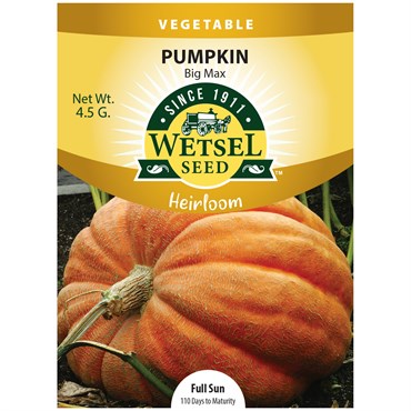 HEIRLOOM, PUMPKIN BIG MAX 4.5G