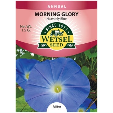 MORNING GLORY, HEAVNLY BL 1.5G