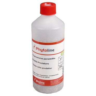 Phytoseiulus persimilis 20,000 per shaker bottle ( Spider Mite )