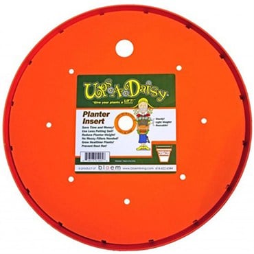 Bloem 16" Ups A Daisy