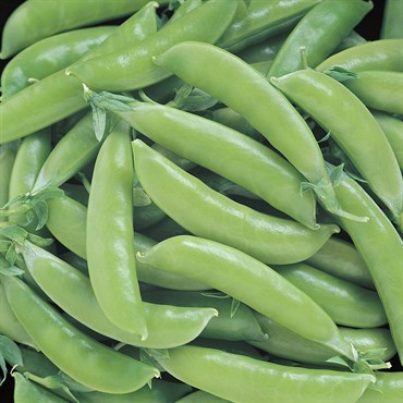 Peas, Super Sugar Snap - 1/2lb