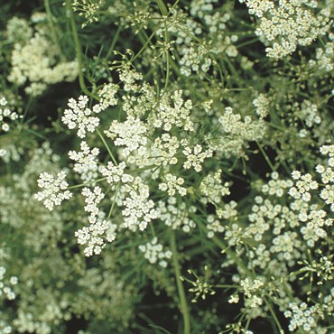 Cumin 1 oz
