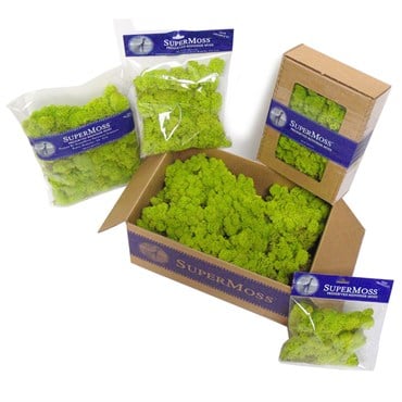 SuperMoss 8oz Reindeer Moss Moss Green