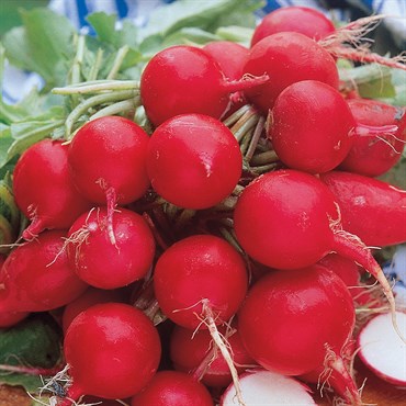 RADISH, CHERRY BELLE 1/2 OZ EACH