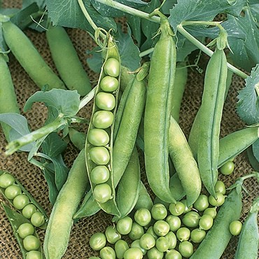 Peas, Wando - 25lb