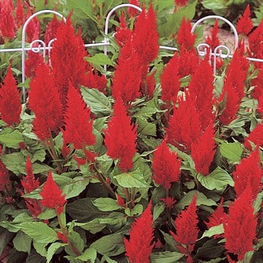 CELOSIA, SCARLET CASTLE 1000/PKT