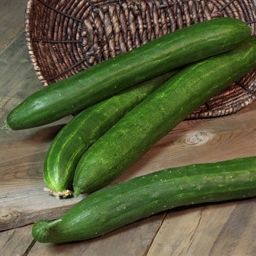 Cucumber, Burpless