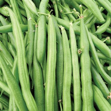 BEANS, BLK PROVIDER 1 LB TREAT EACH