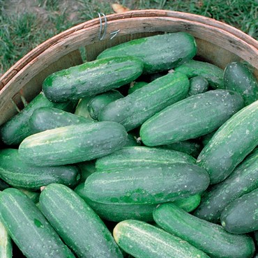 CUCUMBER, IM LONG GREEN 1/2 OZ EACH