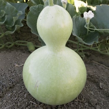 Gourds, Birdhouse - 1/2oz