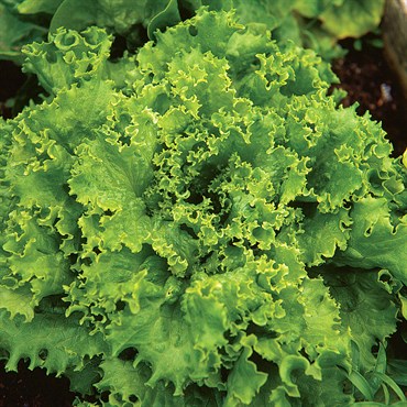 LETTUCE, GRAND RAPIDS-1/2 OZ EACH