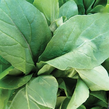 Mustard, Florida Broadleaf - 1/2oz