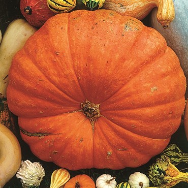Pumpkin, Big Max - 1/2oz