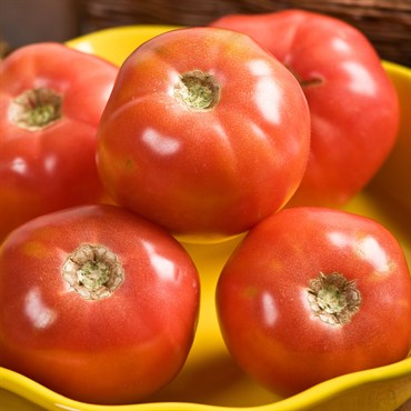 Tomato, Pink Girl Untreated - 5,000 Sd Ct