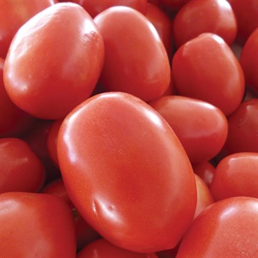 Tomato, Roma - 1/2oz