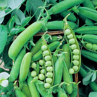 PEAS, EARLY ALASKA 62 25