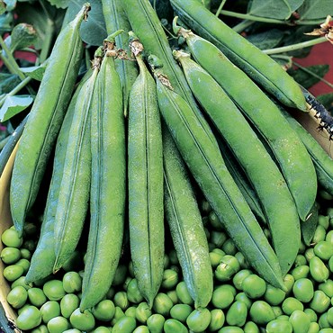 Peas, Laxton Progress