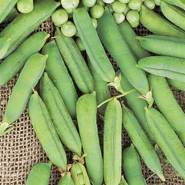 Peas, Maestro Treated - 25lb