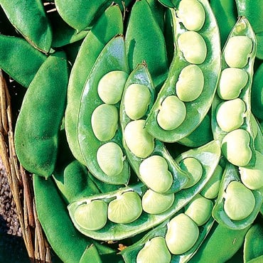 LIMAS, THOROGREEN - TREATED 50