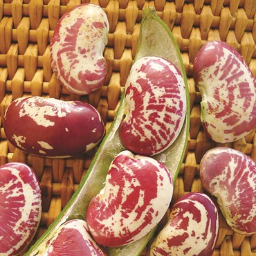 Limas, Giant Calico Pole - 1/2lb