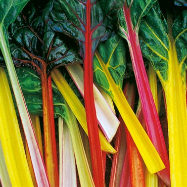 Swiss Chard, Northern Lights - 1/2lb