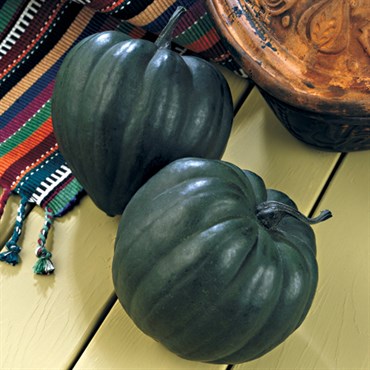 Squash, Taybelle Hybrid 1,000 Seed