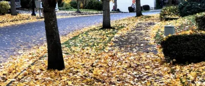 YARD CLEANUPS — Landscape Maintenance project by EnviroPro Land LLC in Vancouver