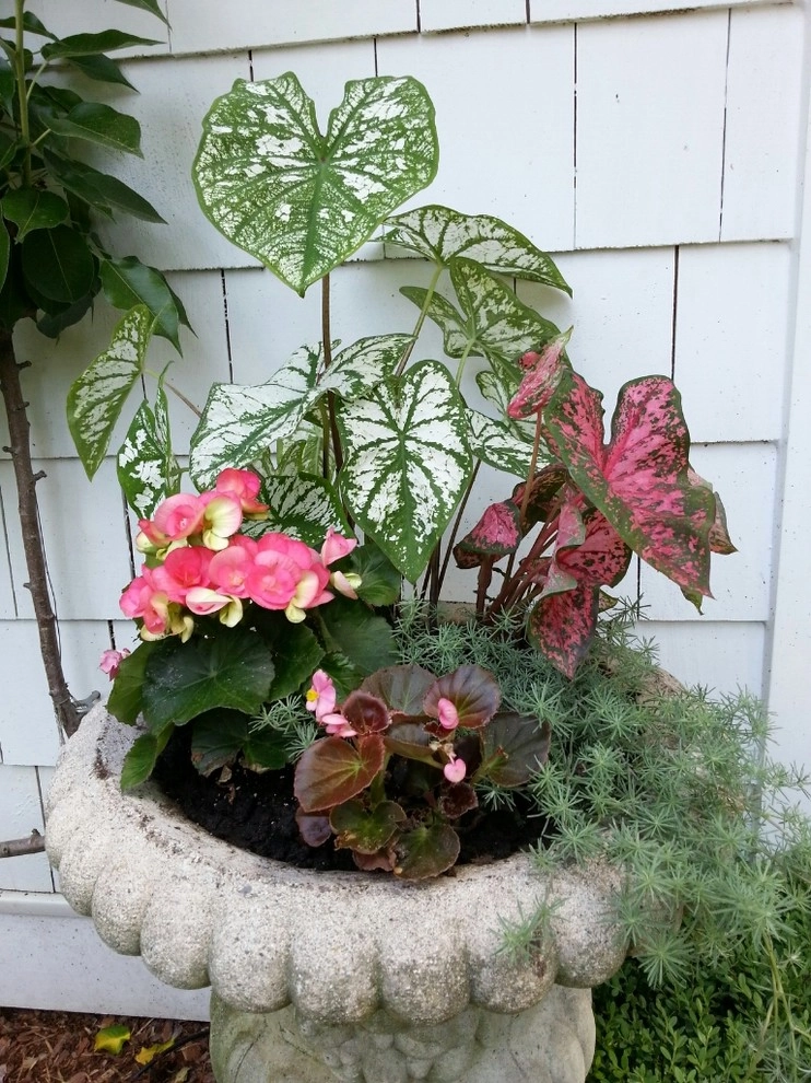 A Southern Gardener - Photo 7