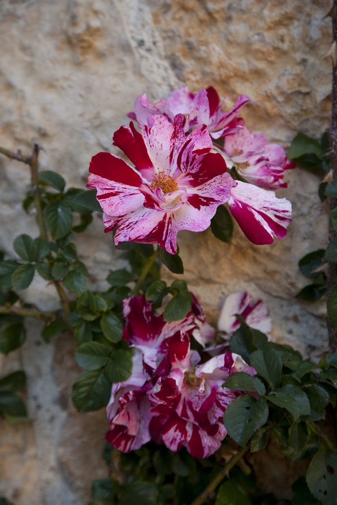 South Bay Provençal by Gabriela Yariv Landscape Design - Photo 12