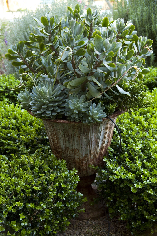 South Bay Provençal by Gabriela Yariv Landscape Design - Photo 5