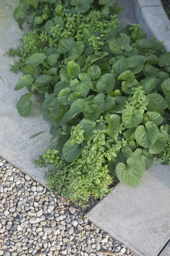 Sylvanus Marston Mediterranean by Gabriela Yariv Landscape Design - Photo 7