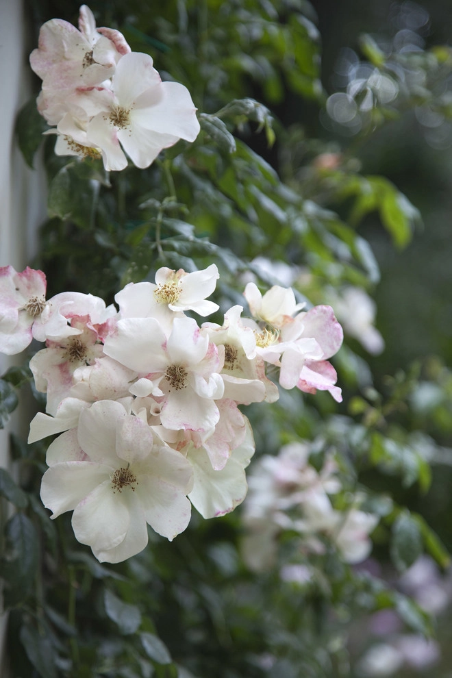 Gabriela Yariv Landscape Design - Photo 8