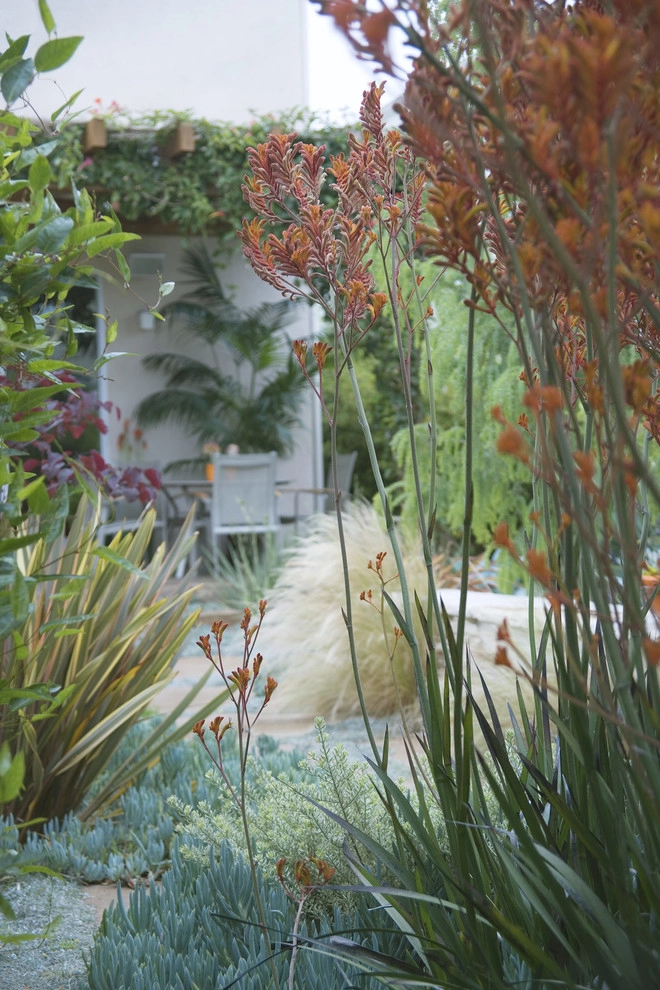 Whimsical Garden, Santa Monica by Gabriela Yariv Landscape Design - Photo 5