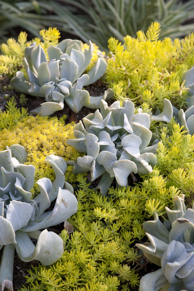 Gabriela Yariv Landscape Design - Photo 7