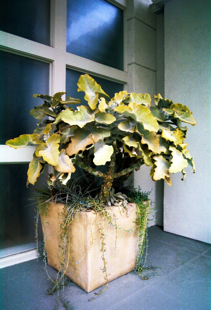Bel Air Contemporary by Gabriela Yariv Landscape Design - Photo 4