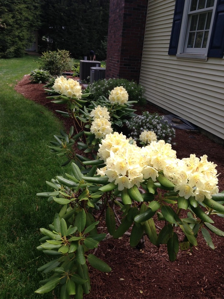 Shade to half day sun landscape by Garden Designs By Jacqueline, Llc. - Photo 5